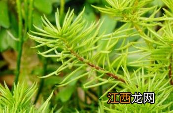 柳叶椒草的养殖方法 柳叶椒草