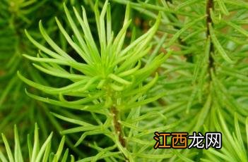 柳叶椒草的养殖方法 柳叶椒草