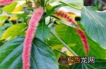 红穗铁苋菜怎么养 红穗铁苋菜