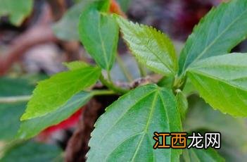 红穗铁苋菜怎么养 红穗铁苋菜