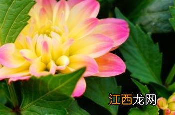 小丽花 小丽花的花语和寓意