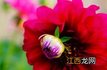 小丽花 小丽花的花语和寓意