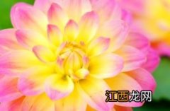 小丽花 小丽花的花语和寓意