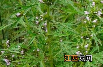 益母草_本草崇原 搜一下益母草