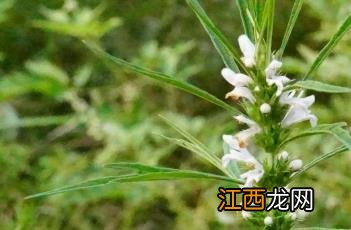 《本草乘雅半偈》 益母草_本草乘雅半偈