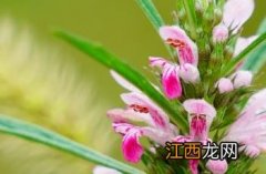 《本草乘雅半偈》 益母草_本草乘雅半偈