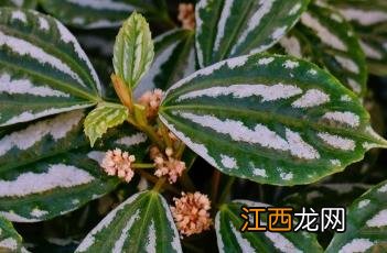 小叶冷水花 花叶冷水花