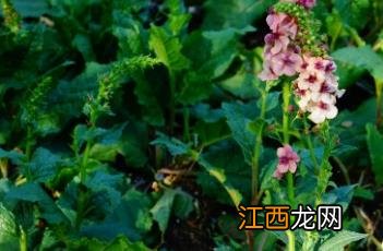 南方魅力毛蕊花