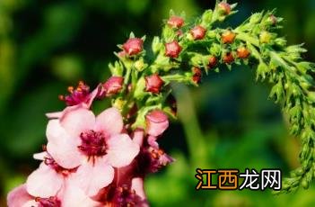 南方魅力毛蕊花