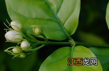 茉莉花花语 茉莉花