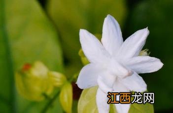 茉莉花花语 茉莉花