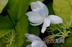 茉莉花花语 茉莉花