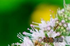 薄荷_本草新编 薄荷本草经