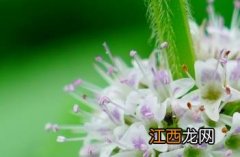 薄荷_本草经疏 薄荷神农本草经