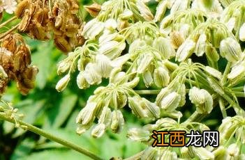 白芷_药鉴 白芷药图片