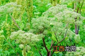 白芷图片 香料 白芷