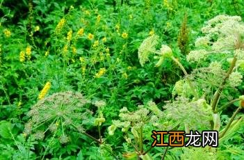 白芷图片 香料 白芷