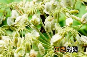 白芷图片 香料 白芷