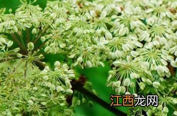 白芷图片 香料 白芷