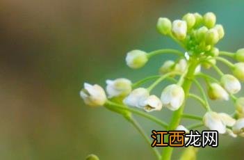 荠菜花的资料 荠菜花