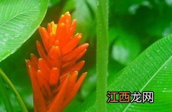 红蕉柳宗元 红蕉