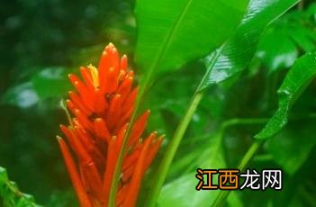 红蕉柳宗元 红蕉