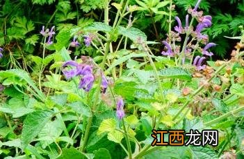 历代本草药性汇解丹参 丹参_证类本草