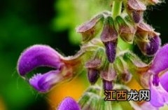 历代本草药性汇解丹参 丹参_证类本草