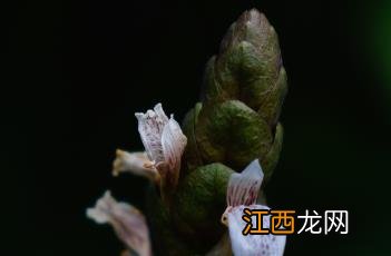 黑叶小驳骨 黑叶小驳骨功效作用与用量