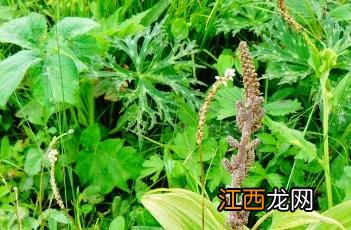 藜芦_证类本草 本草纲目藜芦