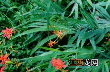 射干利咽口服液作用及功效 射干