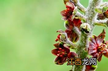 藜芦_本草图经 藜芦神农本草经