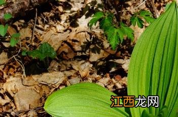 藜芦_本草图经 藜芦神农本草经