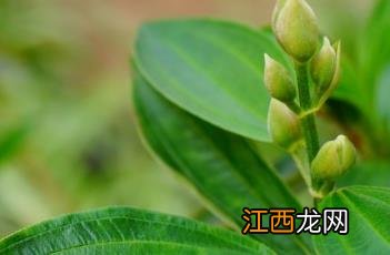 巴西野牡丹 巴西野牡丹耐寒多少度