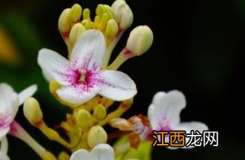 金叶拟美花花语 金叶拟美花