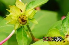 紫茉莉子房着生位置 紫茉莉子