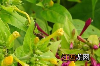 紫茉莉叶 紫茉莉叶子