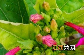 紫茉莉叶 紫茉莉叶子