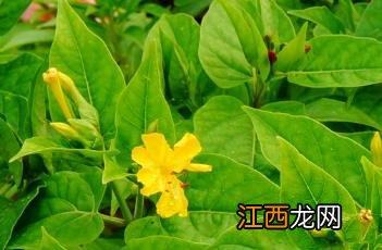 紫茉莉叶 紫茉莉叶子