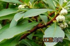 结香花的功效与作用 结香