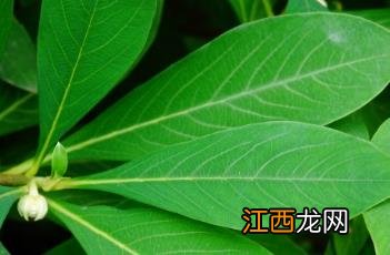 结香花的功效与作用 结香