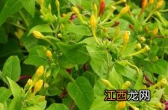 紫茉莉根 紫茉莉根的食用方法