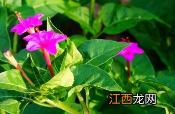 紫茉莉根 紫茉莉根的食用方法