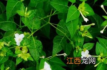 紫茉莉根 紫茉莉根的食用方法