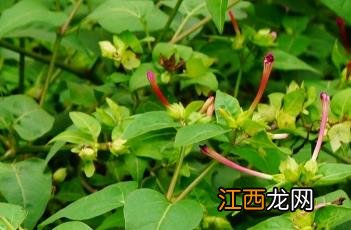 紫茉莉根 紫茉莉根的食用方法