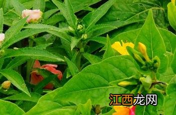 紫茉莉 紫茉莉花根的药用功效