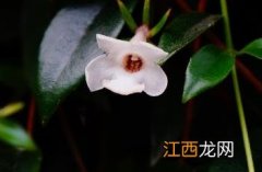 玉唇花好养吗 玉唇花