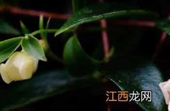 玉唇花好养吗 玉唇花