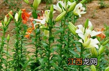 百合花是草本 百合花_滇南本草