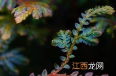 翠云草的养殖方法和注意事项 翠云草